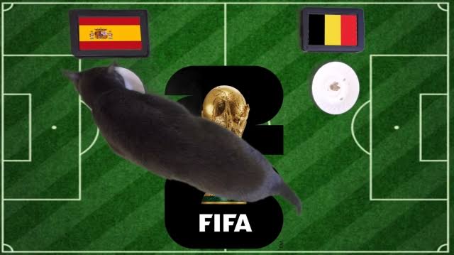 OK9 - Soi kèo Tây Ban Nha vs Bỉ: Mèo tiên tri chọn La Roja - zaveho OK9 - Soi kèo Tây Ban Nha vs Bỉ: Mèo tiên tri chọn La Roja - zaveho